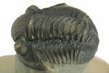 Morocops Trilobite With Gerastos - Ofaten, Morocco #381665-6